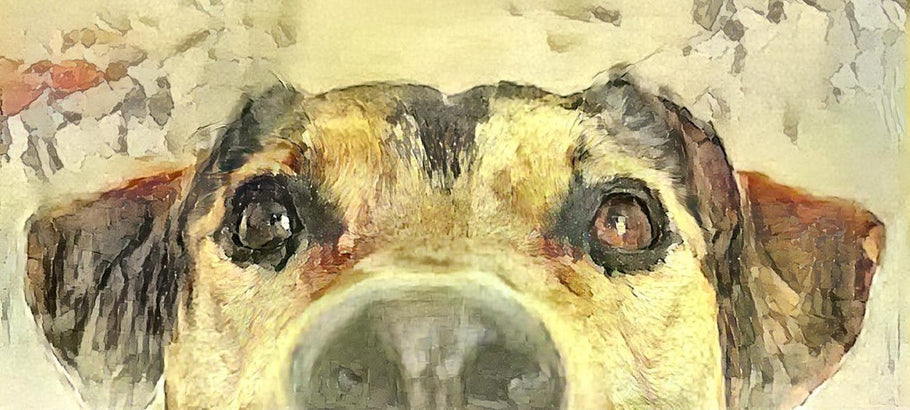 Create amazing AI-generated pet portraits with these 7 simple tips